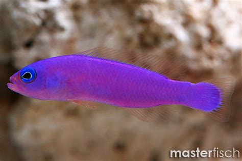 Magenta Dottyback Bred Pictichromis Porphyrea Masterfisch