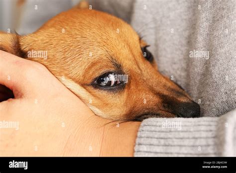 Woman Holding Puppy Stock Photo Alamy