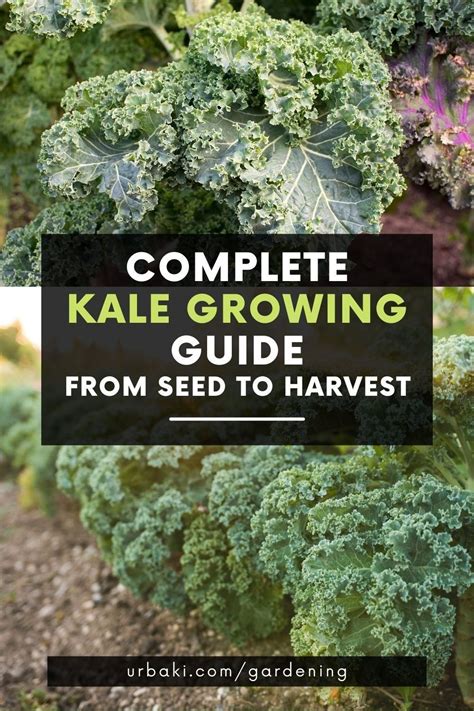 Complete Kale Growing Guide From Seed To Harvest Growing Kale Planting Vegetables Plants