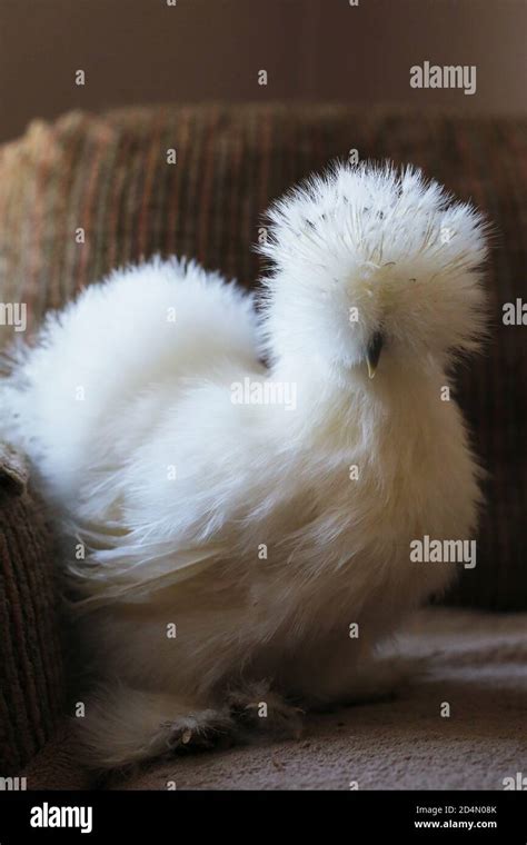 A White Silkie Chicken Stock Photo Alamy