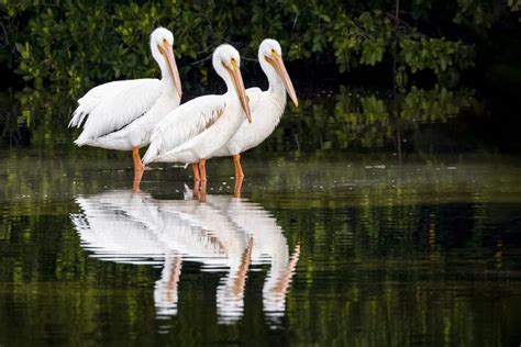 Pelicans In Manitoba All You Need To Know