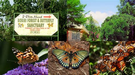 What People Do Not Know About Bobiri Forest Reserve And Butterfly