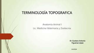 Terminolog A Topografica De Veterinaria Ppt