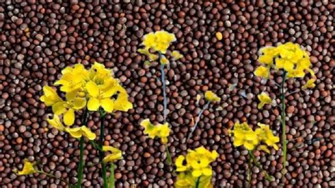 Mustard Cultivation రైతుకు లాభాల పంట పండిస్తున్న ఆవాల వ్యవసాయం