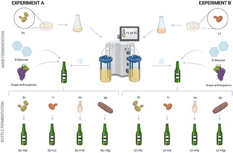 Yeast Fermentation Beer