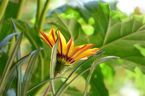 Fotos Gratis Naturaleza Césped Ligero Prado Hoja Verano Primavera Verde Botánica