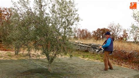 Caja Rural De Salamanca Apoya Al Sector Primario Con 50 Millones De