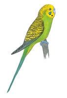 Budgerigar Audubon Field Guide