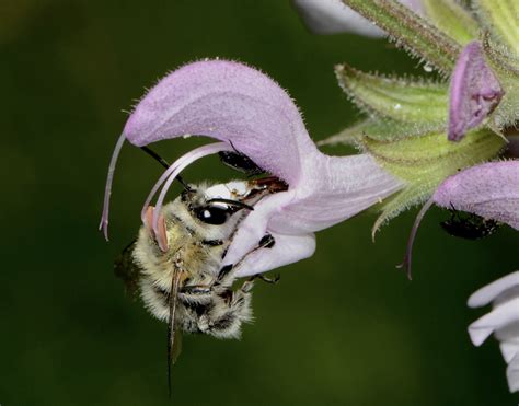 Pollination and HoneyBees | Beespoke Info