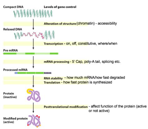 Genetics Ch 16 Control Of Gene Expression In Bacteria Flashcards