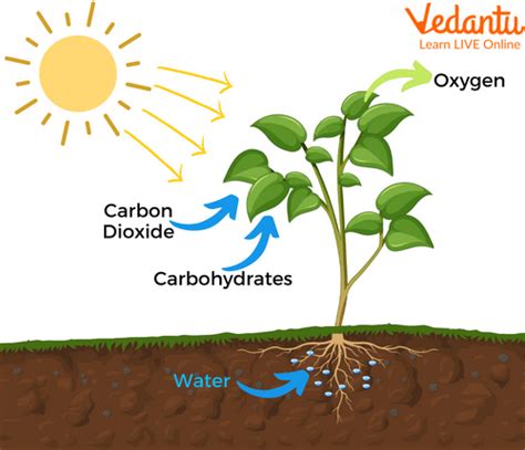 Photosynthesis And Respiration In Plants Diagram