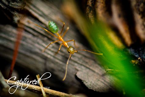 Green Ants - Captured By Catherine