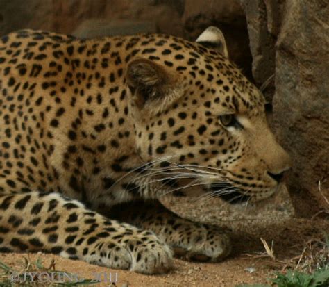 South African Photographs: Pretoria Zoo - 2