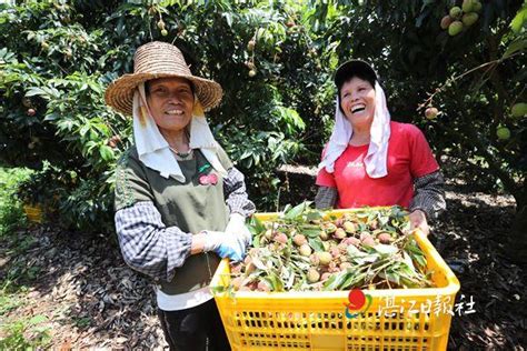 徐闻4万多斤荔枝今年首次出口北美湛江云媒（湛江新闻网）