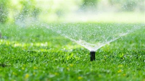 How To Properly Water Your Lawn Using An Empty Tuna Can Global Ideas