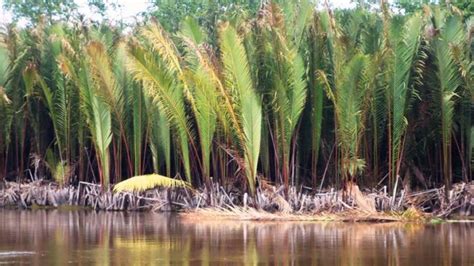 Akademisi Papua Dorong Perluasan Hutan Sagu