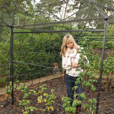 Harrod Summer Raspberry Support Plant Frames By Harrod Horticultural