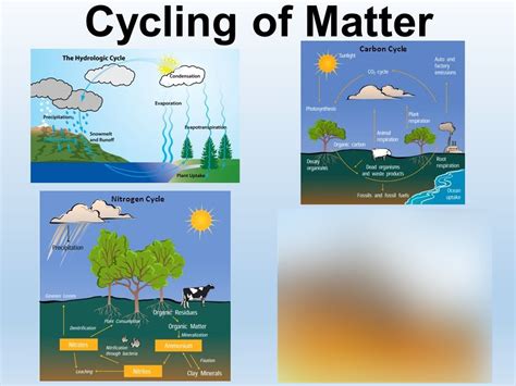 Water Carbon And Nitrogen Cycles Diagram Quizlet