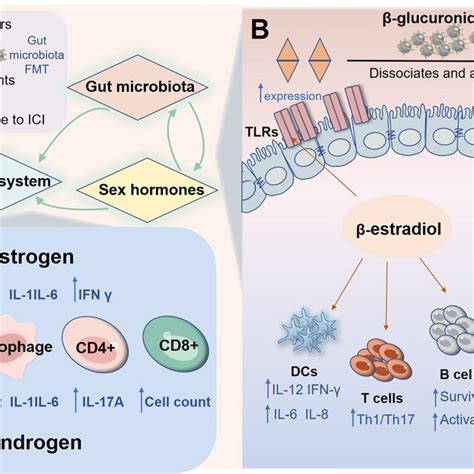 An Overview Of Sex Hormones Gut Microbiome And Tumorimmunity