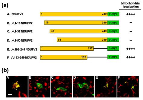 Effects Of NDUFV2 N Terminal And C Terminal Truncation On Mitochondrial