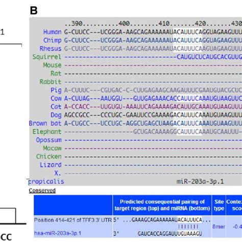 Analysis Of Tff3 Gene Expression In Peripheral Blood Samples Of Hcc