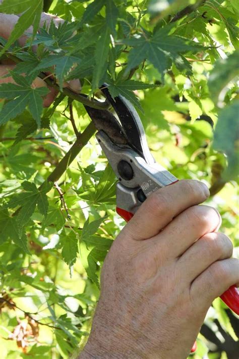 How to Grow a Japanese Maple Bonsai | Gardener’s Path