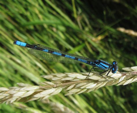 Crossness Pulls Level With Fcm On 15 Species Of Odonata As Small Red