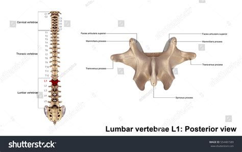 Lumbar Vertebrae L1 Posterior View 3d Stock Illustration 554481589 ...