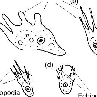 The Main Types Of Uroidal Structures In Lobose Amoebae These Are A