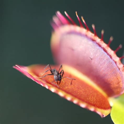 Venus Flytrap Flower