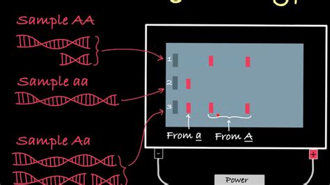 Gel Electrophoresis To Determine Genotype Youtube