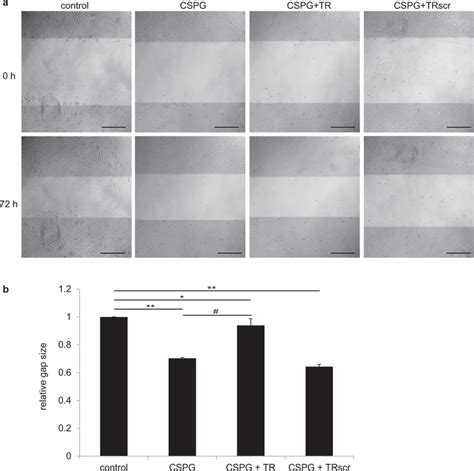 The C4S Binding Peptide TR Abrogates The Inhibitory Effect Of CSPGs On