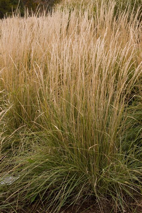 Overdam Feather Reed Grass Pahl S Market Apple Valley Mn