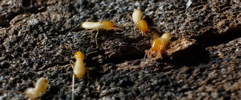 Termites Common Pest Identification And Prevention In Conroe Tx