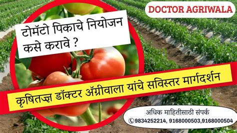 🍅 टोमॅटो पिकामध्ये फुल सेटिंग अधिक मजबूत करून काळे ठिपके नाहीसे करा गेरवा रोगावर नियंत्रण मिळवा