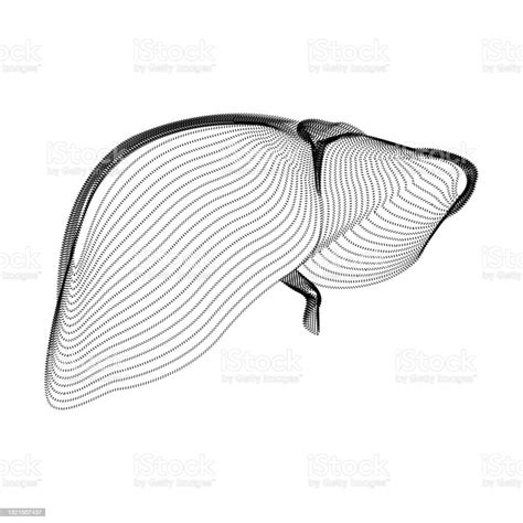 Liver Silhouette Consisting Of Black Dots And Particles 3d Vector