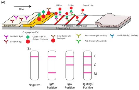 Biosensors Free Full Text State Of The Art Smart And Intelligent Nanobiosensors For Sars Cov