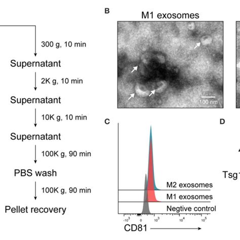 Isolation And Characterization Of Exosomes Derived From M Or M