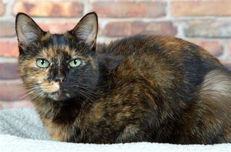 210 Terrific Tortoiseshell Cat Names - Unique, Cute And Fun Ideas