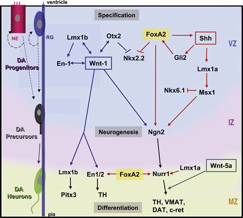 Foxa2 The Rise And Fall Of Dopamine Neurons Cell Stem Cell