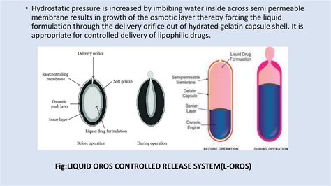 Osmotic Drug Delivery System And Basic Components Of Osmotic System Ppt