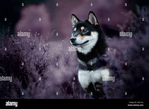 Shiba Inu Portrait Stock Photo Alamy