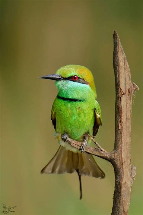 Green Or Little Green Bee Eater Merops Orientalis Sub Saharan