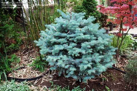 Plantfiles Pictures Colorado Spruce Blue Spruce Glauca Globosa