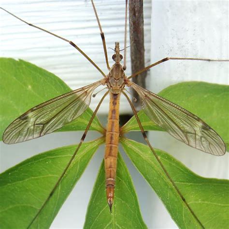 Crane Fly Tipula Bugguide Net