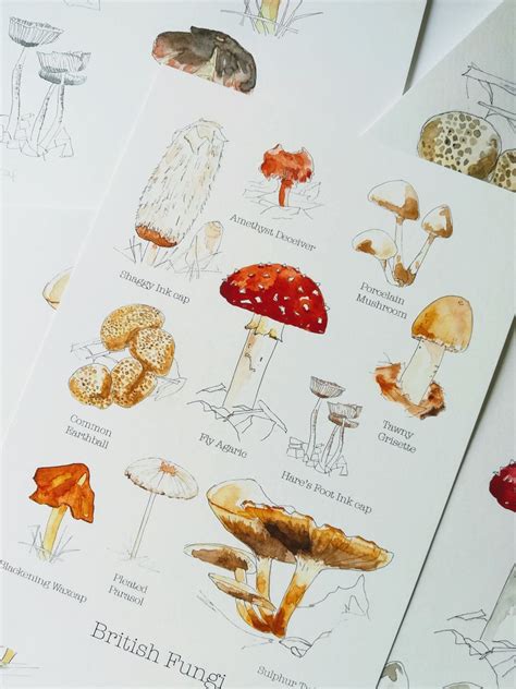 British Fungi A4 Print Autumn Fungi Print Mushroom Print Etsy