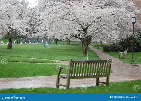 Cherry Blossoms in the University of Washington. Stock Photo - Image of ...