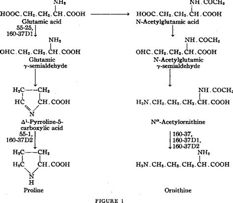 Figure 1 From Path Of Ornithine Synthesis In Escherichia Coli