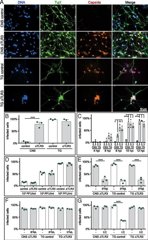 Human Ipsc Derived Trigeminal Neurons Lack Constitutive Tlr3 Dependent