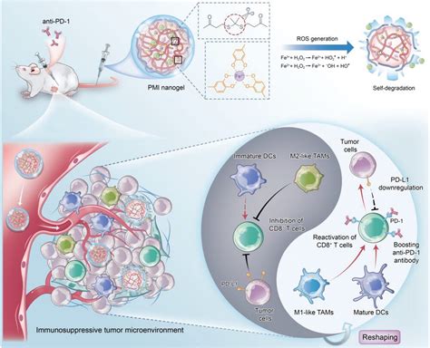 Self Degradable Nanogels Reshape Immunosuppressive Tumor